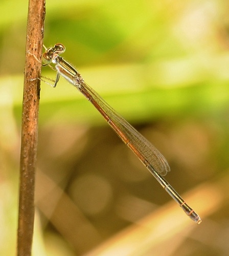 Female
2009_06_06_Floyd